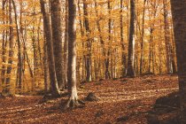 Чарівний пейзаж золотого осіннього листя дерев у лісі — стокове фото