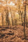 Erstaunliche Landschaft aus Bäumen und goldenem Laub bedeckt Boden und Wurzeln am sonnigen Herbsttag — Stockfoto