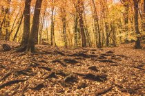 Increíble paisaje de árboles y follaje dorado que cubre el suelo y las raíces en el soleado otoño durante el día - foto de stock