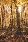 Чарівний пейзаж золотого осіннього листя дерев у лісі — стокове фото