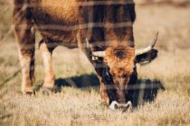 Belle vache brune pâturant derrière une clôture métallique sur un pâturage en été — Photo de stock