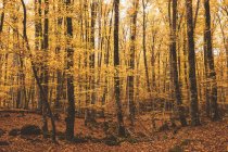 Paysage magique de feuillage automnal doré des arbres dans la forêt — Photo de stock