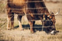 Hermosa vaca marrón pastando detrás de la cerca de alambre en el pasto en verano - foto de stock
