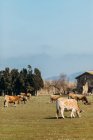Paisaje de pastoreo de ganado doméstico en pastos verdes en la granja en verano - foto de stock