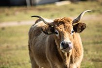 Close-up retrato de vaca doméstica com marcas de orelha olhando na câmera no pasto — Fotografia de Stock