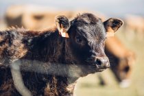 Close-up portrait of domestic calf with ear tags on pasture — Stock Photo