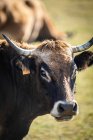 Close-up portrait of domestic cow with ear tags on pasture — Stock Photo