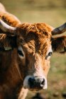 Retrato de cerca de vaca doméstica con marcas en la oreja mirando en la cámara en el pasto - foto de stock