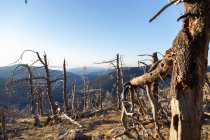 Alberi secchi con radici attaccate nella valle di montagna nella giornata di sole — Foto stock