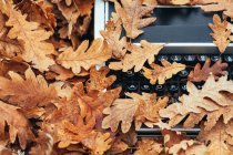 Primer plano de la máquina de escribir vintage cubierta de hojas de roble en otoño - foto de stock