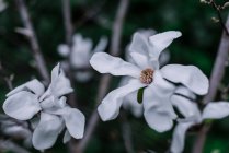 Flor de magnolia blanca con pétalos grandes - foto de stock