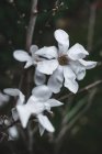 Magnolia blanc fleur avec de grands pétales — Photo de stock