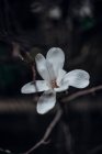 Weiße Magnolienblüte mit großen Blütenblättern — Stockfoto