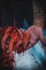 Travailleur sans visage montrant crevettes rouges — Photo de stock