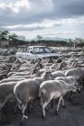 Manada de ovejas en la calle - foto de stock