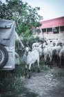 Manada de ovejas en la calle - foto de stock