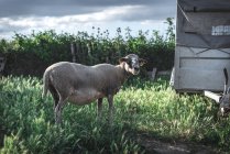 Schafe auf der Wiese schauen in die Kamera — Stockfoto