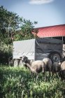 Стадо овец на улице — стоковое фото