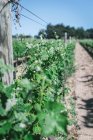 Виноград на ферме — стоковое фото