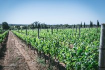 Виноград на ферме — стоковое фото