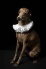 Engraçado pequeno cão galgo italiano vestido com colarinho de ruff branco no fundo escuro, tiro estúdio . — Fotografia de Stock