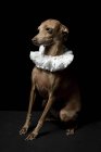 Funny little Italian greyhound dog dressed in white ruff collar on dark background, studio shot. — Stock Photo
