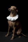 Petit chien lévrier italien drôle vêtu d'un collier à volants blanc sur fond sombre, plan studio . — Photo de stock