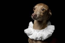 Portrait of brown greyhound dog dressed in white ruff collar on dark background, studio shot. — Stock Photo