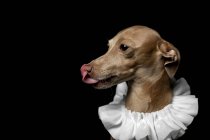 Portrait of brown greyhound dog with tongue out dressed in white ruff collar on dark background, studio shot. — Stock Photo