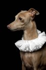 Portrait of brown greyhound dog dressed in white ruff collar on dark background, studio shot. — Stock Photo