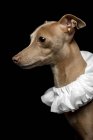 Retrato de perro galgo marrón vestido con collar de rubor blanco sobre fondo oscuro, plano de estudio . - foto de stock