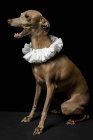 Funny barking Spanish Galgo dog dressed in white ruff collar on dark background, studio shot. — Stock Photo