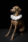 Engraçado pouco espanhol galgo cão vestido no branco gola de ruff no escuro fundo, estúdio tiro . — Fotografia de Stock