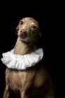 Portrait of Spanish Galgo dressed in white ruff collar on dark background, studio shot. — Stock Photo
