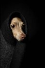 Close-up of Italian greyhound dog disguised in costume on dark background, studio shot. — Stock Photo