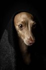 Close-up of Italian greyhound dog disguised in costume on dark background, studio shot. — Stock Photo