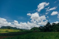 Зеленая трава среди тропических растений с красивым голубым небом и белыми облаками на фоне солнечной погоды на Кубе — стоковое фото