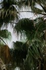 De dessous de feuilles exotiques séchées vertes de palmiers avec ciel gris nuageux sur fond — Photo de stock