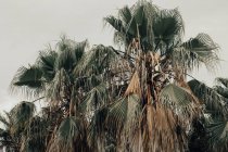 De baixo de folhas coloridas secas de palmas tropicais com céu cinza no fundo — Fotografia de Stock
