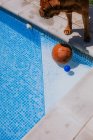 Du dessus du ballon de basket dans le coin de la piscine et chien brun au bord du scrutin par une journée ensoleillée — Photo de stock