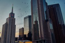 Von unten fliegen Vögel neben modernen Wolkenkratzern mit blauem Himmel in der Abenddämmerung — Stockfoto