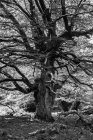 Paisaje forestal otoñal con viejo árbol grande en bosque otoñal - foto de stock