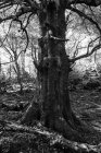 Paysage forestier automnal avec vieux grand arbre dans la forêt automnale — Photo de stock