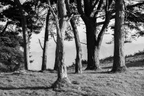 Paisaje forestal otoñal con viejos árboles grandes en bosque otoñal - foto de stock