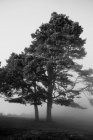 Foresta autunnale nebbioso paesaggio nuvoloso con vecchio grande albero nella foresta autunnale — Foto stock