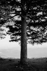 Автономний лісовий пейзаж зі старим великим деревом в автономному лісі — стокове фото