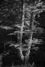 Paisaje forestal otoñal con viejo árbol grande en bosque otoñal - foto de stock