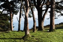 Барвистий автентичний лісовий пейзаж зі старими великими деревами в автентичному лісі в сонячний день — стокове фото