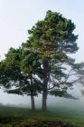 Foresta autunnale nebbioso paesaggio nuvoloso con vecchi grandi alberi nella foresta autunnale — Foto stock