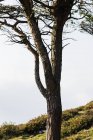 Bunte herbstliche Waldlandschaft mit altem großen Baum im herbstlichen Wald an sonnigen Tagen — Stockfoto